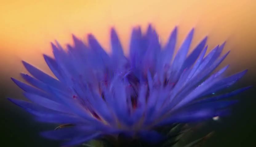 花朵绽放·瓣开了圈30s（无声）