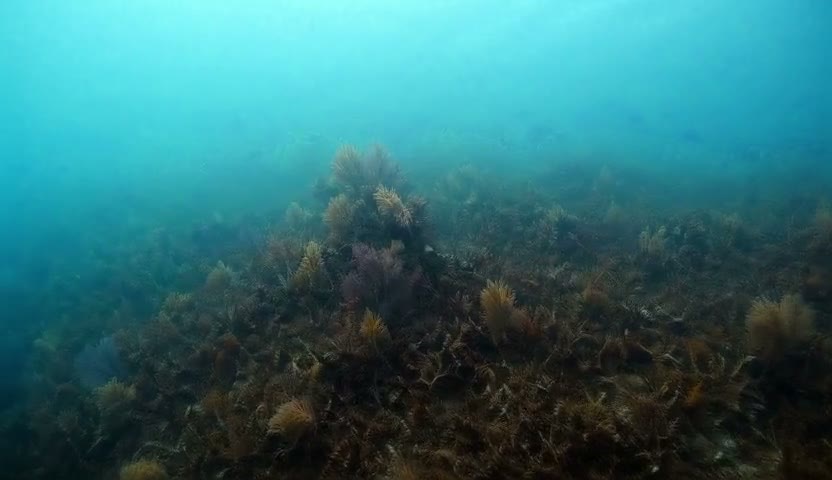 珊瑚架·浅海慢流30s（无声）