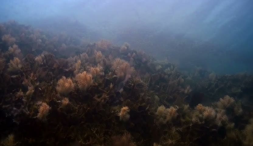 珊瑚架·浅海慢流30s（无声）