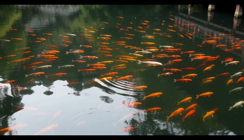 鲤池·涟漪开了圈5s（无声）