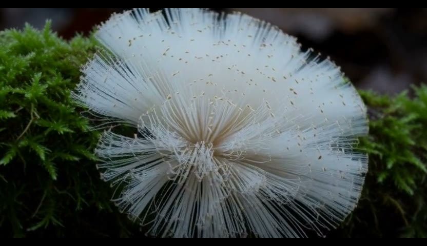孢子飘散·细雨漫了气5s（无声）